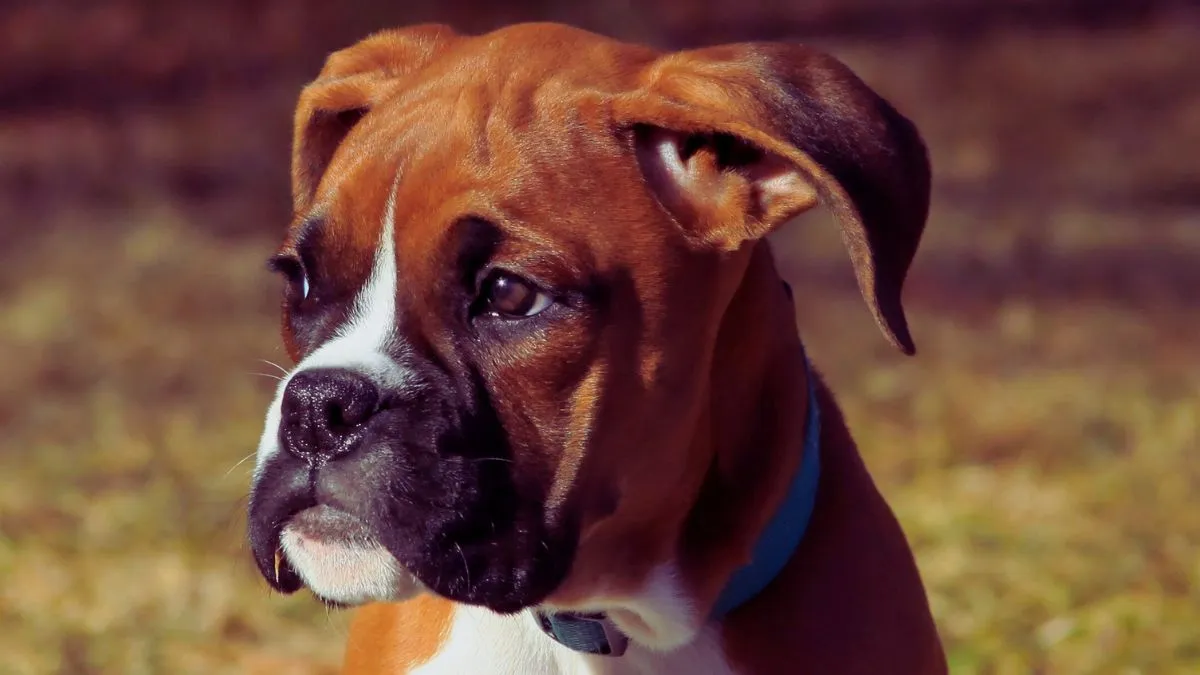 How To Care For Boxer Dogs 