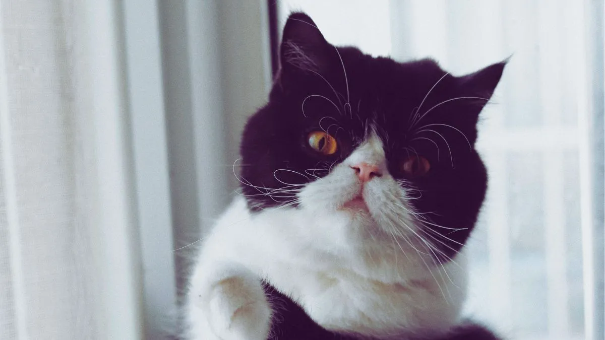 How To Own Exotic Pets