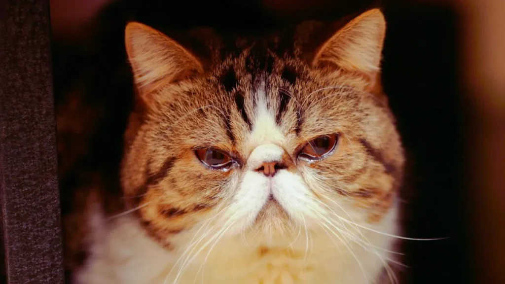 How To Own Exotic Pets | Safe, Legal & Fun Tips for Pet Lovers