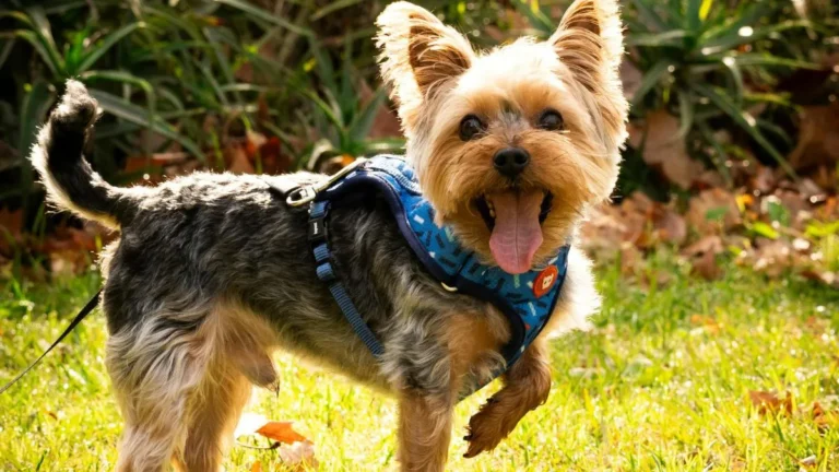 How To Pets In Grow A Garden