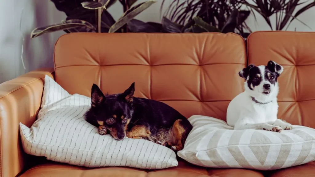 7 List Of Exotic Pets | Ultimate Guide for Pet Lovers