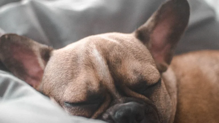 Signs A Boxer Dog Is Dying