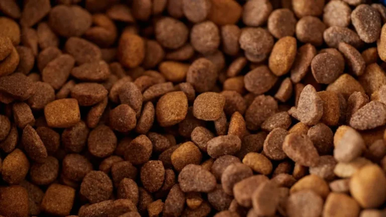 Sundays For Dogs Food